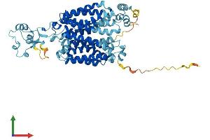 AlphaFold protein structure predicition of Human Recombinant SLC22A1 Protein, UniprotID O15245