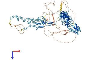 AlphaFold protein structure predicition of Human Recombinant SEC31B Protein, UniprotID Q9NQW1