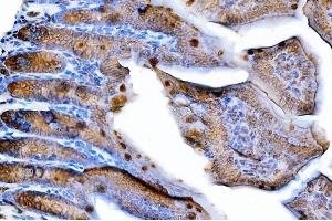 IHC analysis of Tspan-8/Tspan8 using anti-Tspan-8/Tspan8 antibody (ABIN7599681).