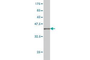 Western Blot detection against Immunogen (37.