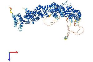 AlphaFold protein structure predicition of Human Recombinant TELO2 Protein, UniprotID Q9Y4R8