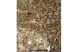CCDC8 antibody (C-term) immunohistochemistry analysis in formalin fixed and paraffin embedded human tonsil tissue followed by peroxidase conjugation of the secondary antibody and DAB staining.