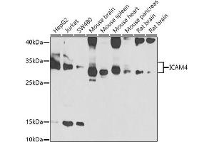 Western blot analysis of extracts of various cell lines, using IC antibody (ABIN6129523, ABIN6142121, ABIN6142122 and ABIN6223312) at 1:1000 dilution. (ICAM4 anticorps  (AA 20-140))