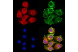 ABIN6261280 and ABIN6279617 staining HepG2 cells by IF/ICC. (Non-Syndromic Hearing Impairment Protein 5 (GSDME) (C-Term) anticorps)