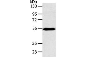 Western blot analysis of Mouse heart tissue using ZNF239 Polyclonal Antibody at dilution of 1:800 (ZNF239 anticorps)