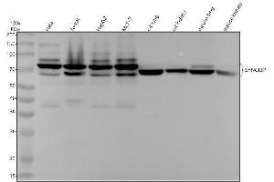 Western blot analysis of SYNCRIP using anti-SYNCRIP antibody (ABIN7605150).