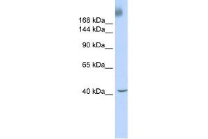 WB Suggested Anti-TAF1 Antibody Titration:  0. (TAF1 anticorps  (Middle Region))