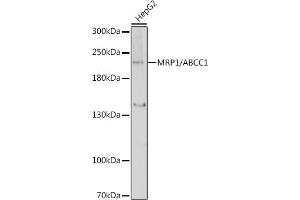 Western blot analysis of extracts of HepG2 cells, using MRP1/ antibody (ABIN6129852, ABIN6136353, ABIN6136354 and ABIN6215081) at 1:1000 dilution.
