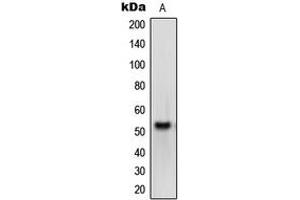Western blot analysis of Melanopsin expression in HEK293T (A) whole cell lysates. (OPN4 anticorps  (C-Term))