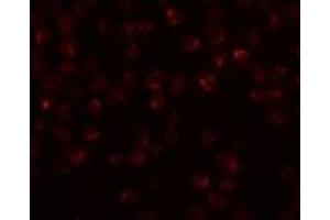 Immunofluorescence of Mimitin in Raji cells with this product at 20 μg/ml.