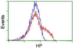 Image no. 3 for anti-Haptoglobin (HP) antibody (ABIN1498579) (Haptoglobin anticorps)