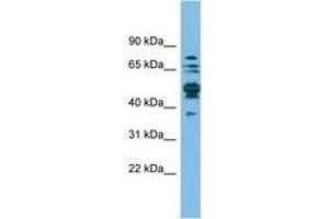 Image no. 1 for anti-serine Hydroxymethyltransferase 1 (Soluble) (SHMT1) (AA 35-84) antibody (ABIN6744856) (SHMT1 anticorps  (AA 35-84))