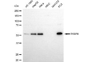 Western blotting analysis using FKBP8 antibody (ABIN7798626). (Recombinant FKBP8 anticorps)