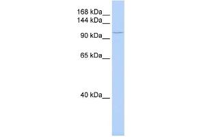 WB Suggested Anti-TMF1 Antibody Titration:  0. (TMF1 anticorps  (Middle Region))