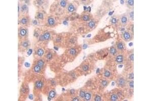 Used in DAB staining on fromalin fixed paraffin- embedded Kidney tissue (HAUS7 anticorps  (AA 127-369))