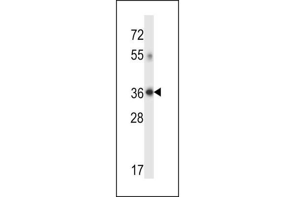 DHRS7C antibody  (AA 116-145)