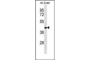 Western blot analysis of RASSF10 Antibody  in Mouse liver tissue lysates (35ug/lane). (RASSF10 anticorps  (Middle Region))