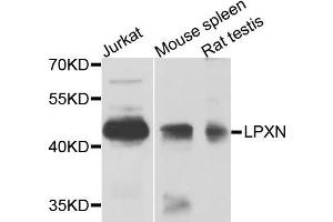 Western blot analysis of extracts of various cells, using LPXN antibody. (Leupaxin anticorps)