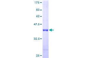 Image no. 1 for ATPase Inhibitory Factor 1 (ATPIF1) (AA 1-106) protein (GST tag) (ABIN1346180)