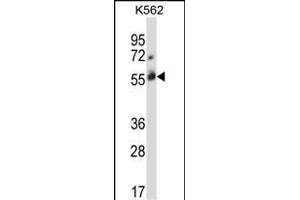 CBLC Antibody  (ABIN388072 and ABIN2845789) western blot analysis in K562 cell line lysates (35 μg/lane). (CBLC anticorps  (C-Term))