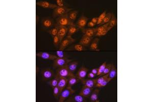 Immunofluorescence analysis of NIH-3T3 cells using PSM Rabbit mAb (ABIN7269599) at dilution of 1:100 (40x lens). (PSMA1 anticorps)