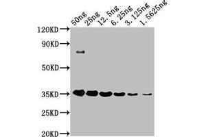 Western Blot Positive WB detected in: HA-tagged fusion protein at 50 ng, 25 ng, 12. (HA-Tag anticorps)