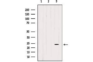 Western blot analysis of extracts from various samples, using BORG2 Antibody. (CDC42EP3 anticorps  (Internal Region))