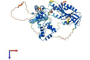 AlphaFold protein structure predicition of Mouse Recombinant Mus81 Protein, UniprotID Q91ZJ0