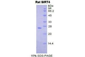SDS-PAGE analysis of Rat Sirtuin 4 Protein. (SIRT4 Protéine)
