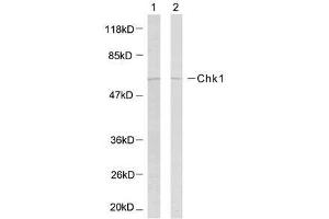 Western blot analysis of the extracts using Chk1 (Ab-317) antibody (E021114). (CHEK1 anticorps)