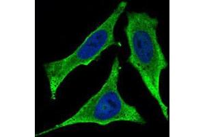 Immunofluorescence analysis of Hela cells using CD93 mouse mAb (green). (CD93 anticorps  (AA 474-535))