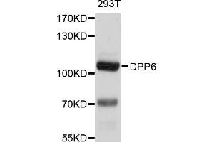 Western blot analysis of extracts of 293T cells, using DPP6 antibody (ABIN4903506) at 1:1000 dilution. (DPP6 anticorps)