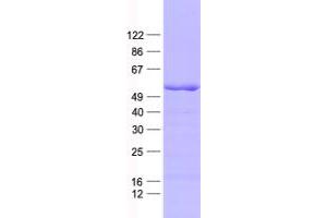 Validation with Western Blot