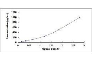 Bone Morphogenetic Protein 8B (BMP8) ELISA Kit