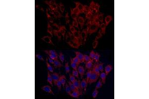 Immunofluorescence analysis of C6 cells using SURF4 Rabbit pAb (ABIN7270650) at dilution of 1:100 (40x lens). (Surfeit 4 anticorps  (AA 50-150))