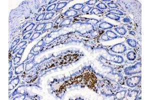 IHC testing of FFPE rat intestine with DHODH antibody at 1ug/ml.