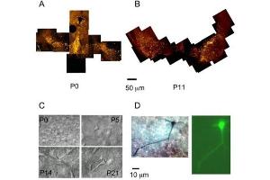 Distribution, morphology, and double staining of SN DA neurons.