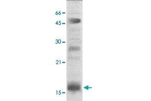 The nuclear extract derived from HeLa were immunoprecipitated by 4 ug of HIST2H3C polyclonal antibody , then probed with HIST2H3C polyclonal antibody at 1 : 1000. (Histone Cluster 2, H3c (HIST2H3C) (N-Term) anticorps)