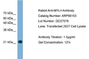 WB Suggested Anti-MYL4  Antibody Titration: 0.