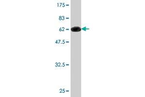 Western Blot detection against Immunogen (62. (AHSA1 anticorps  (AA 1-338))