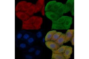 ABIN6254906 and ABIN6276287 staining Hela cells(30 min of UV treatment) by IF/ICC.