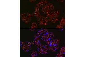 Immunofluorescence analysis of human placenta using WNT2 Rabbit pAb (ABIN6134457, ABIN6150238, ABIN6150240 and ABIN6217609) at dilution of 1:250 (40x lens). (WNT2 anticorps  (AA 1-100))