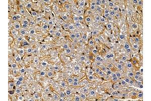 ABIN7094020 and ABIN7098064 at 1/100 staining mouse liver tissue by IHC-P.