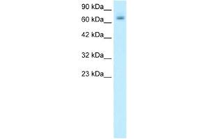 PARP2 antibody used at 1. (PARP2 anticorps)