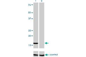 Western blot analysis of NME2 over-expressed 293 cell line, cotransfected with NME2 Validated Chimera RNAi (Lane 2) or non-transfected control (Lane 1). (NME2 anticorps  (AA 1-152))