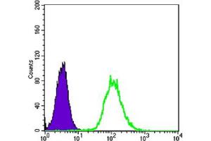 Flow cytometric analysis of Hela cells using anti-CK7 mAb (green) and negative control (purple). (Cytokeratin 7 anticorps)