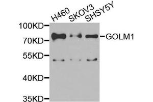 Western blot analysis of extracts of various cells, using GOLM1 antibody. (GOLM1 anticorps)