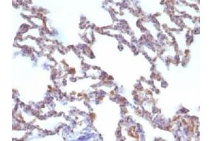 IHC testing of FFPE rat lung with Moesin antibody (clone MSN/491).