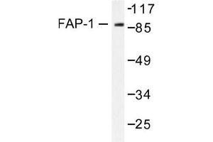 Image no. 1 for anti-Protein tyrosine Phosphatase, Non-Receptor Type 13 (APO-1/CD95 (Fas)-Associated Phosphatase) (PTPN13) antibody (ABIN265414) (PTPN13 anticorps)