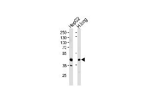 Western blot analysis of lysates from HepG2 cell line and human lung tissue lysates (from left to right), using RAGE Antibody (Center) (ABIN390897 and ABIN2841104). (RAGE anticorps  (AA 206-234))
